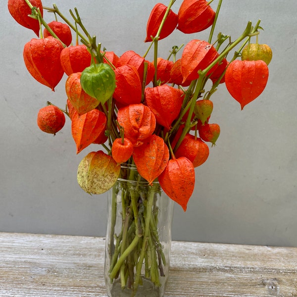 Dried Chinese Lantern seed pods and stems. Halloween . Physalis alkekengi plants, for crafts  and arrangements LOT I