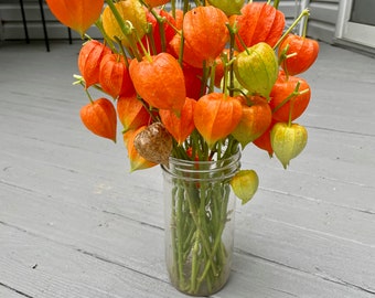 Dried Chinese Lantern seed pods and stems. Halloween . Physalis alkekengi plants, for crafts  and arrangements LOT B