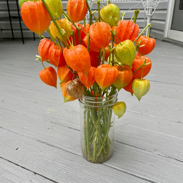 Dried Chinese Lantern seed pods and stems. Halloween . Physalis alkekengi plants, for crafts  and arrangements LOT B