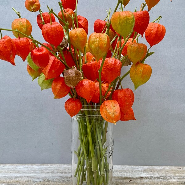 Dried Chinese Lantern seed pods and stems. Halloween . Physalis alkekengi plants, for crafts  and arrangements LOT D