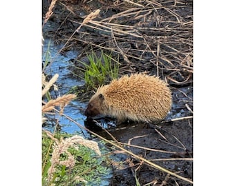 Hedgehog Photographed In The Wild. Nature Lovers Vertical Wall Art Poster Perfect For Rustic Farmhouse, Wildlife Country Homes Decor