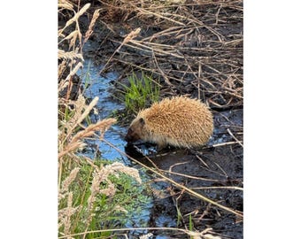Hedgehog Photographed in the Wild.  Animal Wall Art. Perfect Print for Nature Lovers & Enthusiasts, Rustic Farmhouse, Country Homes Decor.