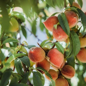 10 Nectarine cuttings, 4-6 inches long, at least three nodes, no roots