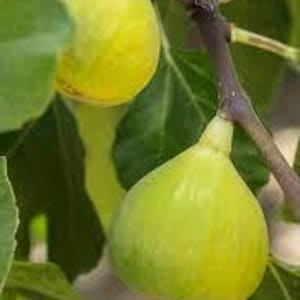 6 Tena fig tree cuttings, 4-6 inches long, at least 3 nodes, no roots