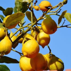 May include: A close-up of a lemon tree branch with several ripe, yellow lemons hanging from it. The lemons are a vibrant yellow color and are surrounded by green leaves. The background is a clear, bright blue sky.