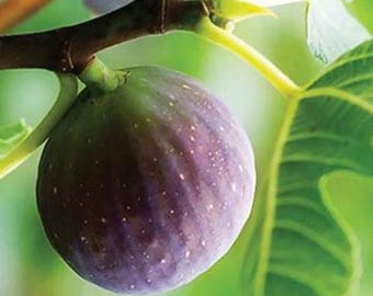 Può includere: Primo piano di un frutto di fico maturo, che mostra la sua buccia viola scuro punteggiata di minuscoli puntini bianchi. Il fico pende da un ramo marrone con foglie verdi e uno sfondo verde vibrante.
