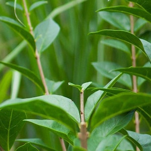 Clearance: Buy 1 get 1 Free, 15 Privet cuttings, 5-6 inches long, at least 3 nodes, no roots