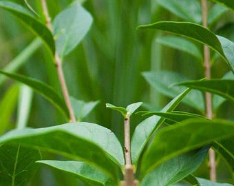 長さ5～6インチ、少なくとも3節、根なしのイボタノキの挿し木20本