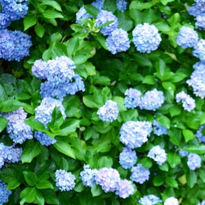 Könnte beinhalten: Nahaufnahme eines Busches mit blauen Hortensien in voller Blüte. Die Blüten sind in großen, runden Formen zusammengedrängt und bilden ein lebendiges und farbenfrohes Schauspiel.