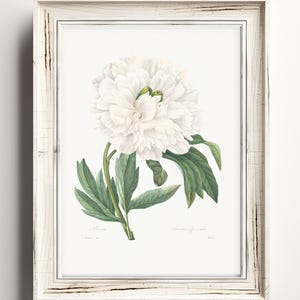 Peony Botanical Print – Vintage Floral Digital Download, Redouté Floral Art, Nature Wall Decor, Garden Art, Cottagecore Artwork Floral