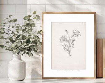 May include: A framed black and white botanical illustration of a carnation flower. The image is titled "Carnation - Magnus von Wright, 1840".