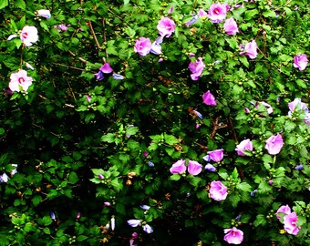 Rose of Sharon Flower Photo: Lush Garden Print (5x7)