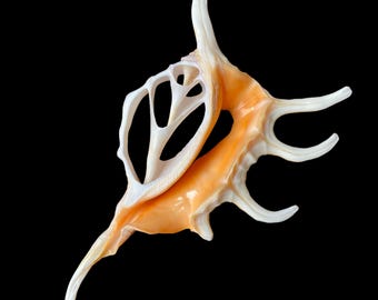 May include: A delicate, intricately patterned seashell with a light orange and white color scheme. The shell has a unique, openwork design and a pointed, curved shape.