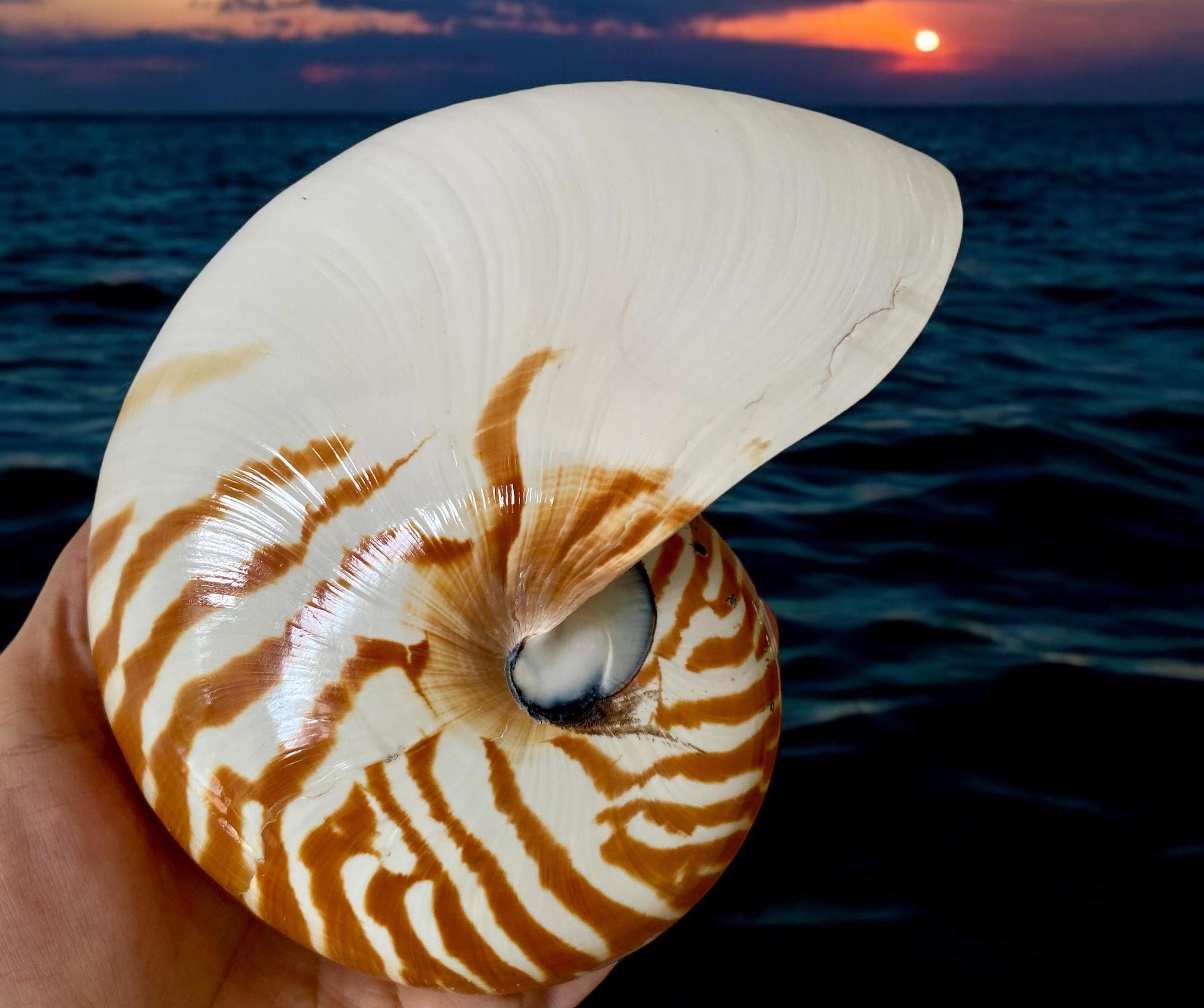 ◆Pearl Nautilus  Shell◆オウムガイ貝殻◆天然石 ◇Pearl Nautilus Shell◇オウムガイ貝殻◇天然石 - メルカリ