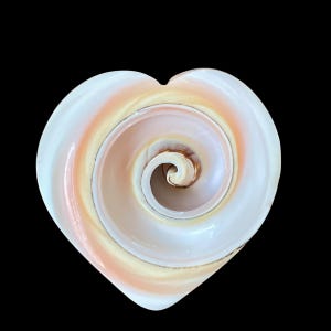 May include: A heart-shaped seashell with a swirling, spiral pattern in shades of white, pink, and brown.