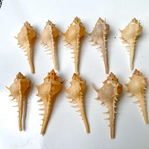10-Murex Pecten Venus Comb Seashells Home coastal decor(70-80mm), Precious Seashell wedding decor, Vietnam Specimen Shell, seashell supply