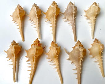 10 conchas de Murex Pecten Venus Comb para decoración costera del hogar (70-80 mm), preciosas conchas para decoración de bodas, conchas de Vietnam, suministro de conchas marinas
