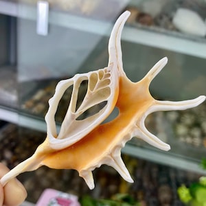 Puede incluir: Una concha marina única y espinosa con un exterior color crema y un interior naranja cálido. La concha tiene múltiples proyecciones puntiagudas y un intrincado diseño calado en un lado. Una pieza decorativa para la decoración costera.