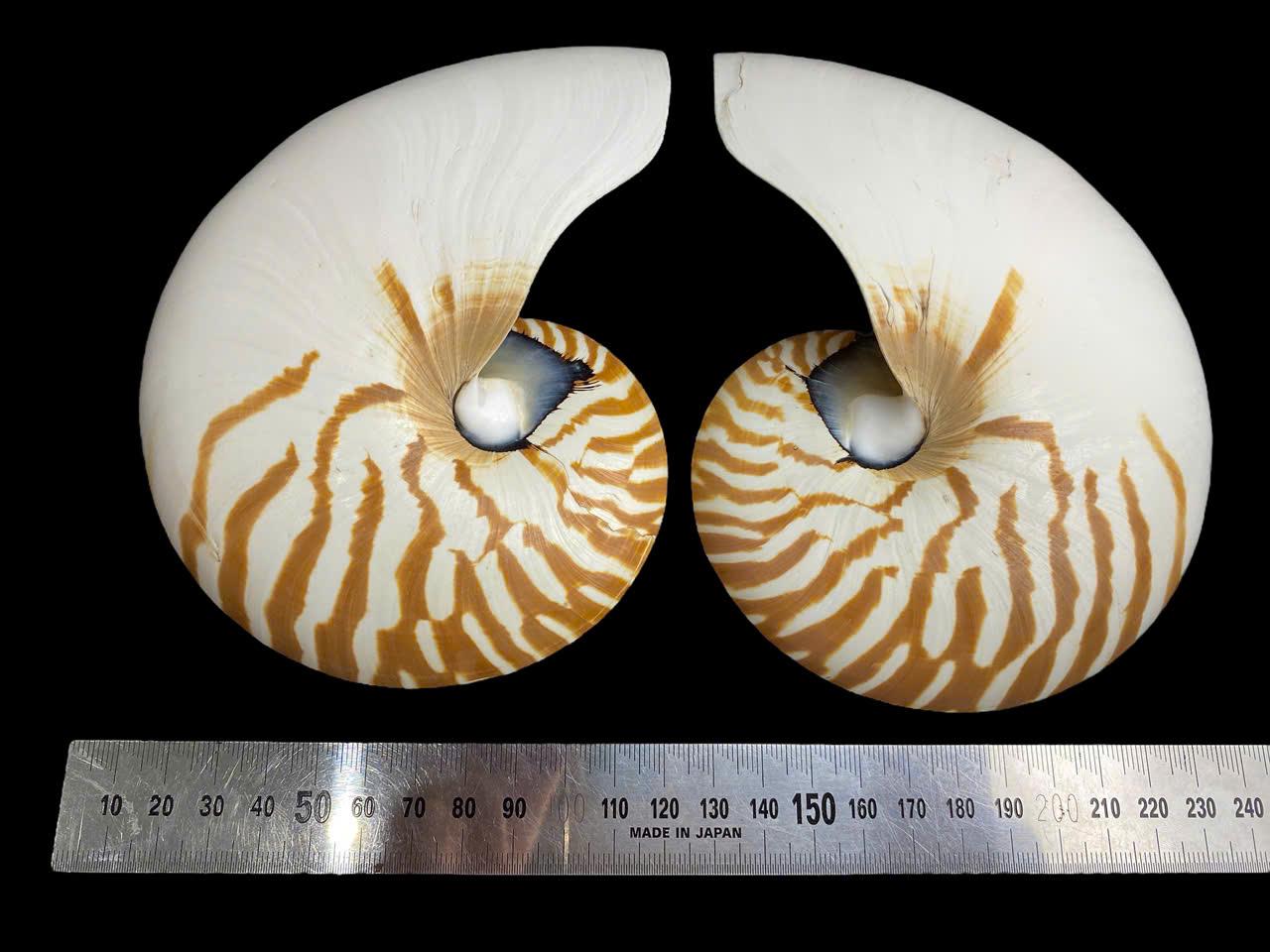 専用　リクエスト Nautilus Shell Trio: Natural Ocean Wall Art Decor (16-18cm - Etsy