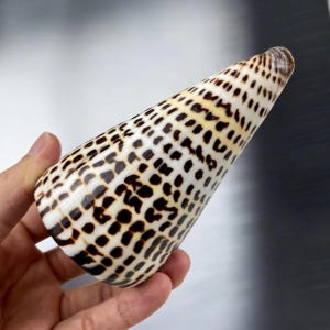 Pode incluir: Uma concha de mar em forma de cone com um padrão de manchas brancas e marrons. A concha é lisa e brilhante.