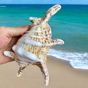 Grande tesoro di conchiglie marine (400 grammi, 8 pollici), collezione di conchiglie grandi, enorme esemplare di conchiglia, decorazione di conchiglie naturali, esemplare di conchiglia del Vietnam