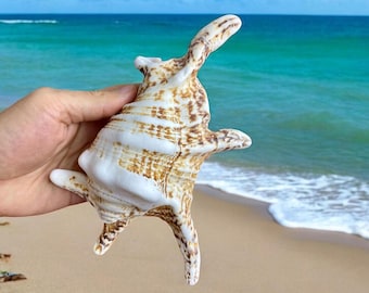 貝殻標本　オウサマダカラガイ □送料無料□【美品】貝 貝殻 タカラガイ タカラ貝 標本 まとめて