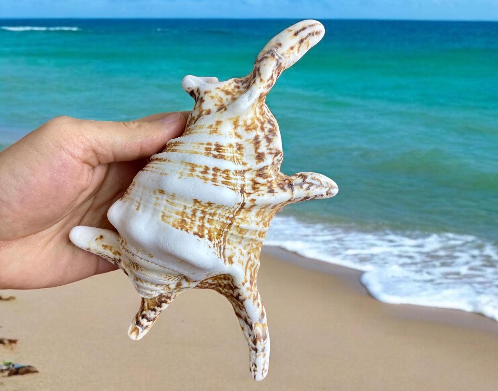 Treasure Shell Large Sea Shell Treasure (400gram, 8inches), Big Shell Collection, Huge ...