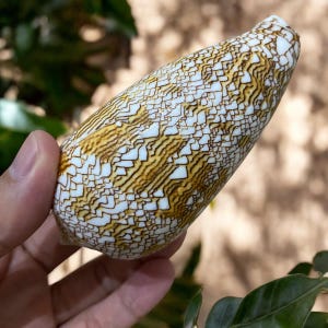 May include: A white seashell with a brown and white patterned design. The shell is long and narrow, with a pointed tip.