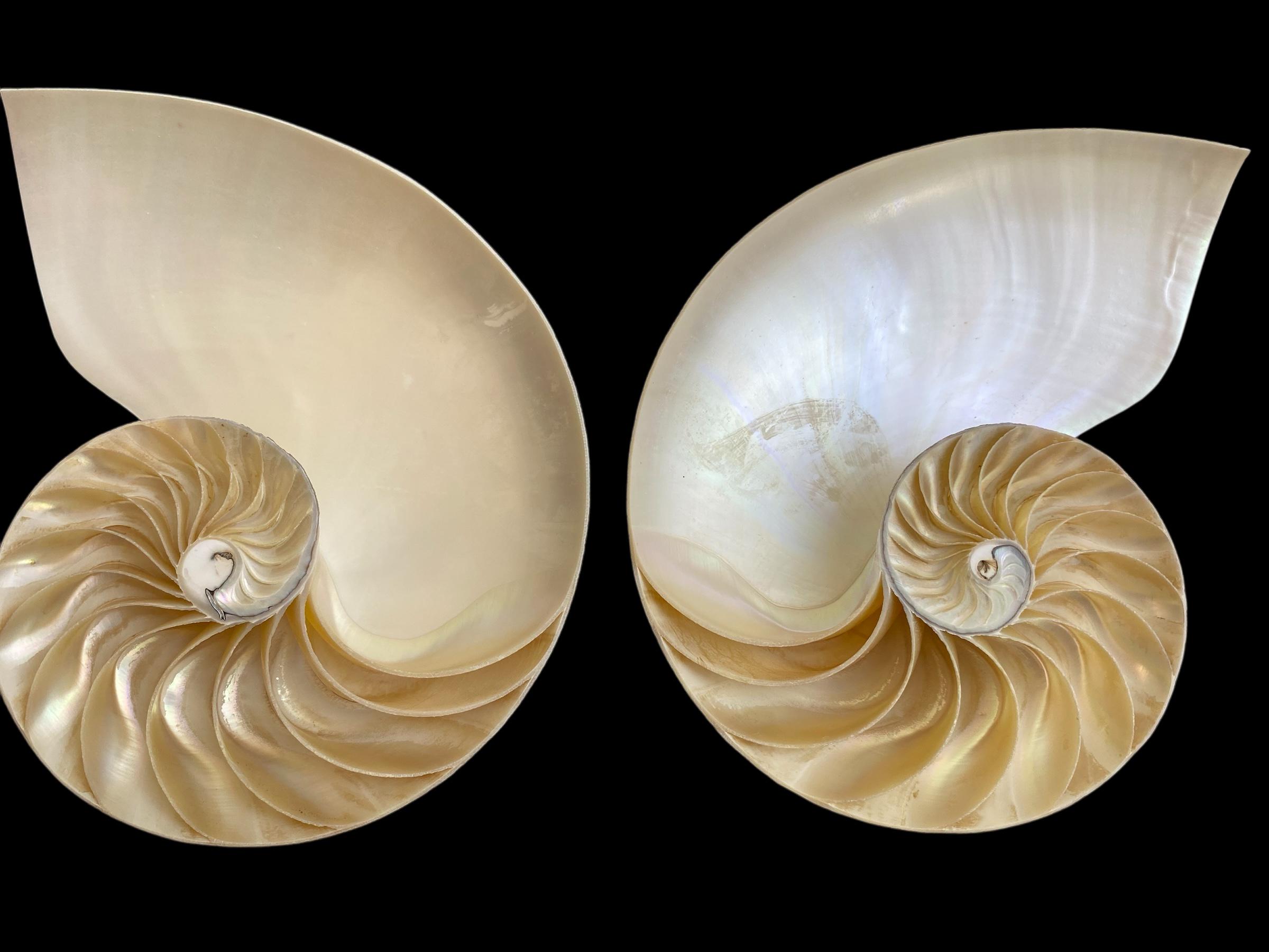 Fibonacci Shell Ocean Unique Nautilus Shell Display, Fibonacci Spiral Ocean Art, Seashell Art ...