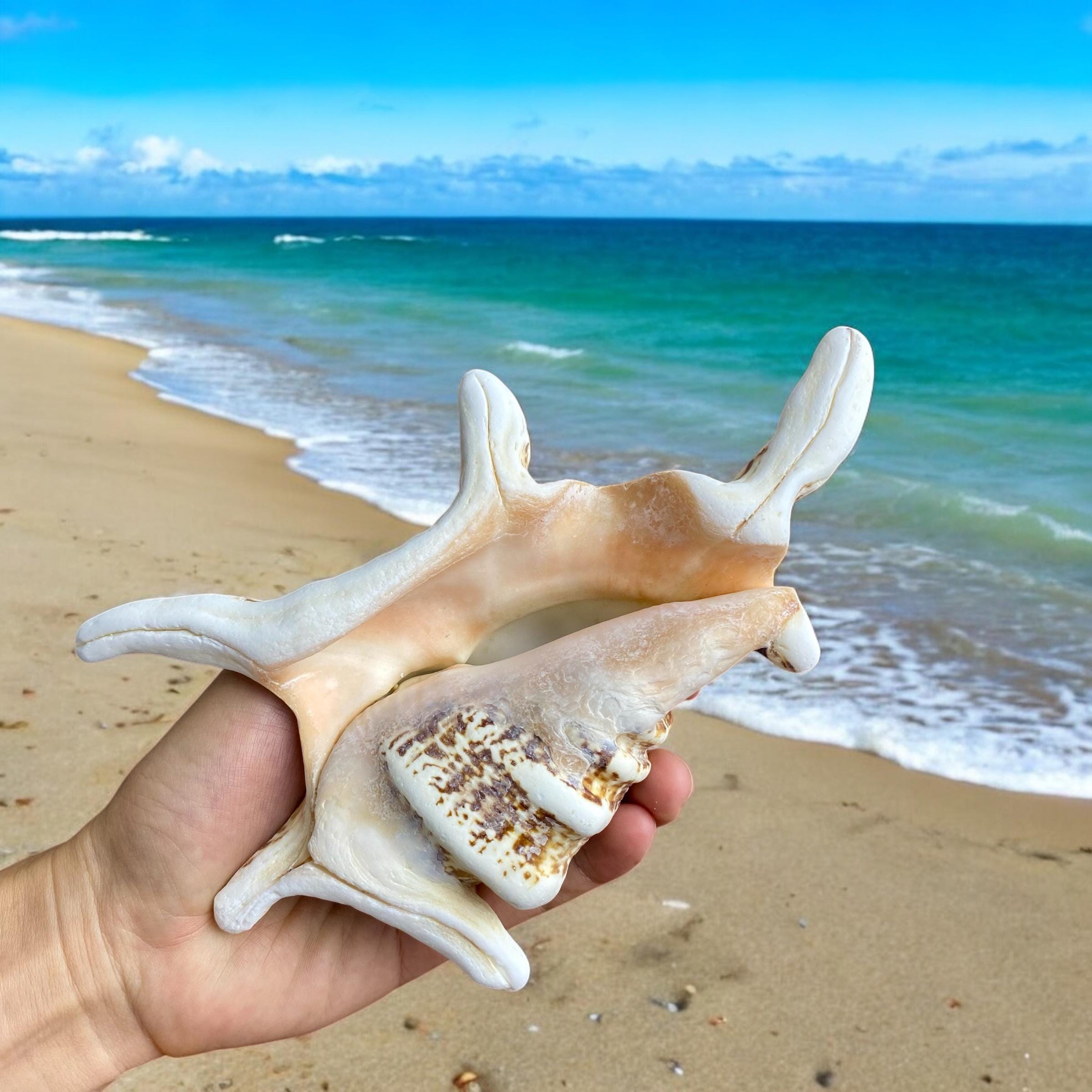 Large Sea Shell Treasure (400gram, 8inches), Big Shell Collection, Huge ...