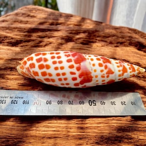 Grote Mitra-schelp: zeldzame Vexillum Filiareginae-zeeschelp, 5 inch