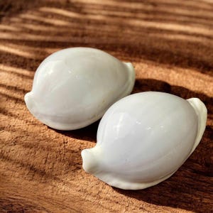 Könnte beinhalten: Zwei glatte, weiße Muscheln mit perlmuttartigem Glanz. Die Muscheln sind oval geformt mit einer leichten Biegung und einem spitzen Ende.