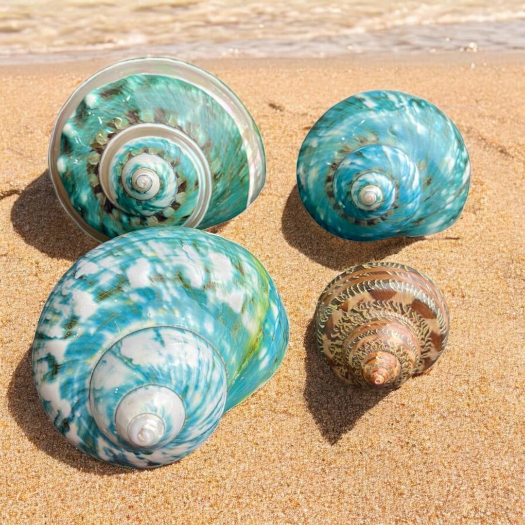 Sea Shell Set Polished Sea Shells (set of 2): Coastal Home Decor, Hermit Crab Shells ...