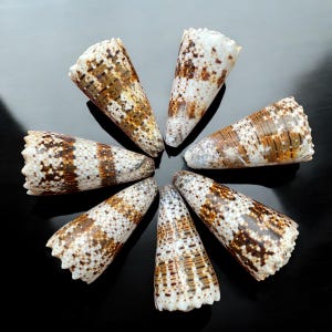 1 shell - Rare Imperial Cone shell (60-70mm), Conus Imperialis shell collection, Vietnam specimen shell collection, Exotic patterned shell