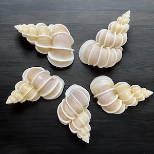 Set 5 of Precious Wentletrap Seashells wedding decor(2&#39;&#39;), Coastal Home Decor, Seashell Collection, Collectible shell, White seashell decor