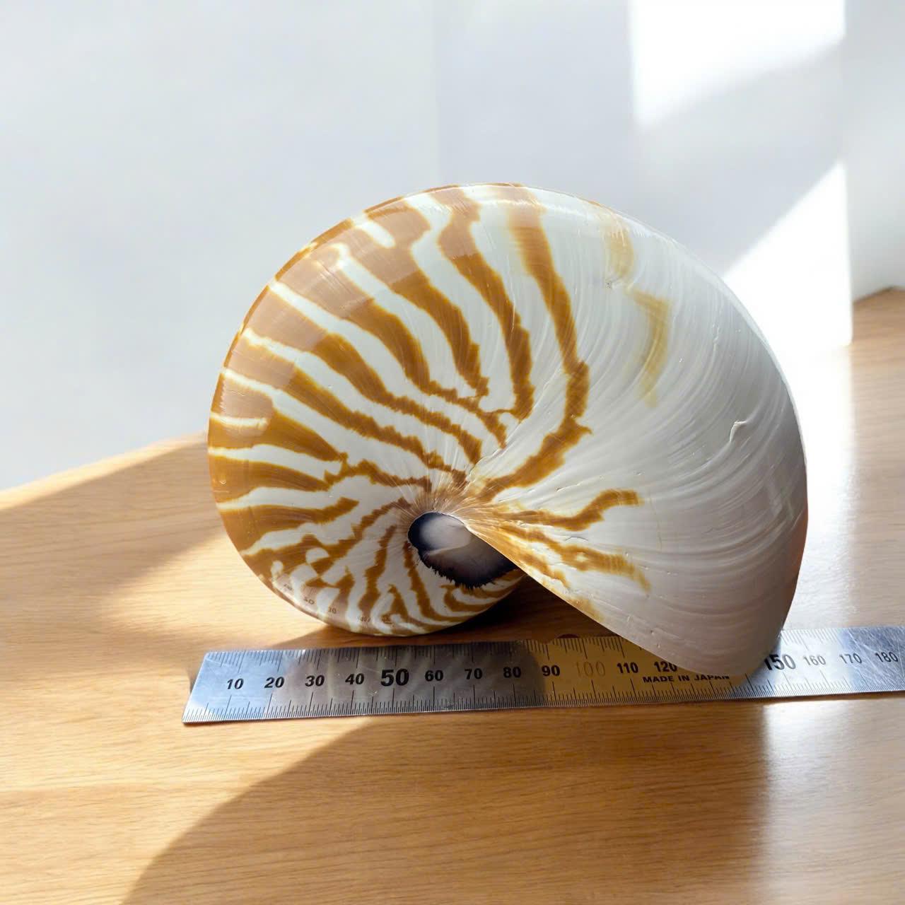 Natural Nautilus Seashell (6-7 Inches): Coastal Crafting Decor - Etsy