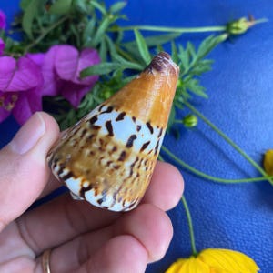 Conus Capitaneus 2&#39;&#39; (1 shell), Capitaneus shell, Patterned shell beach home decor, Seashell Collection, Home Coastal decor, Nautical decor