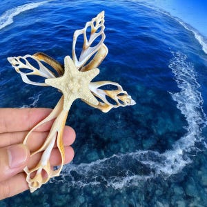 May include: A handcrafted cross made from seashells and a starfish. The cross features a central starfish and is adorned with various seashells in shades of cream, tan, and brown. The background is a vibrant blue ocean.