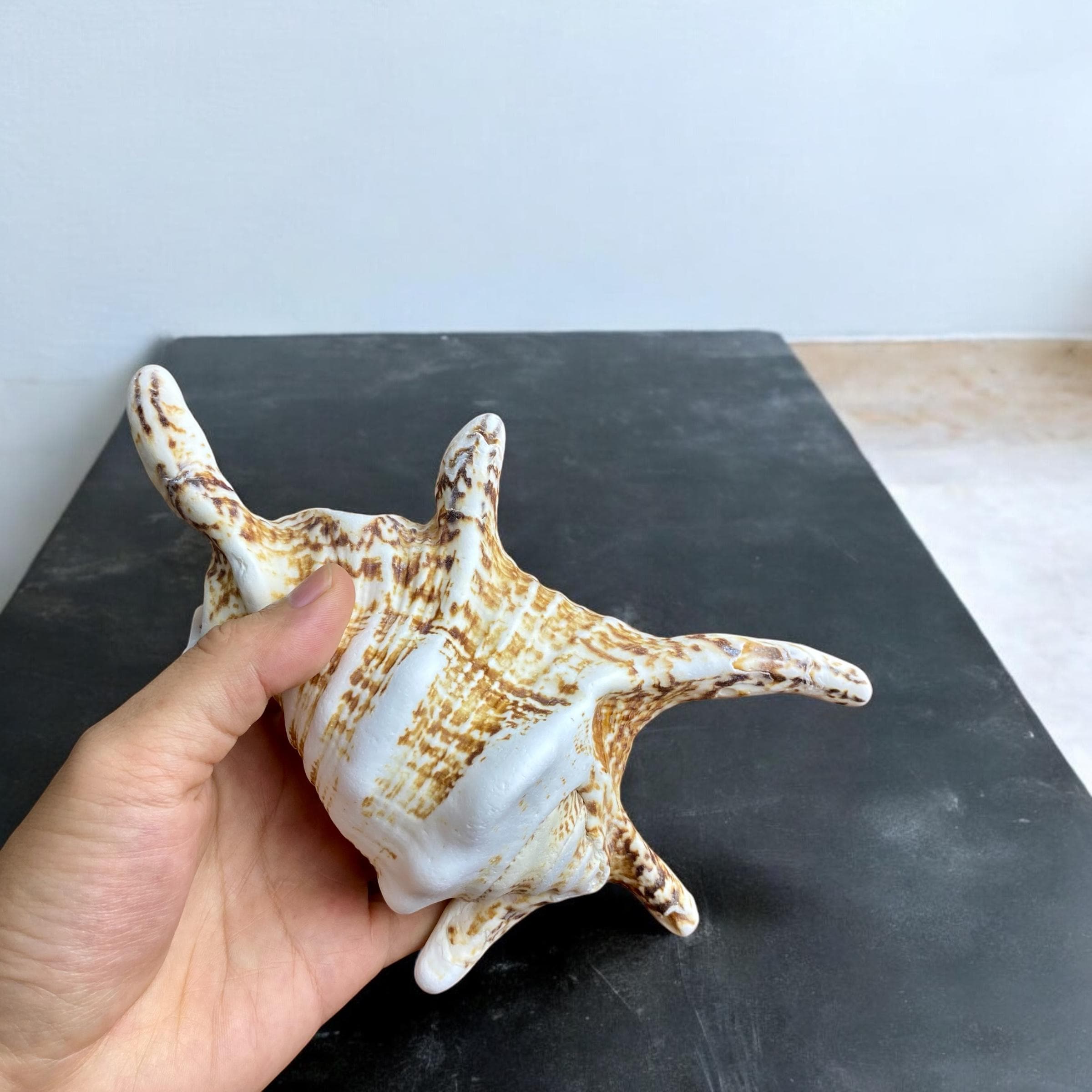 Treasure Shell Large Sea Shell Treasure (400gram, 8inches), Big Shell Collection, Huge ...