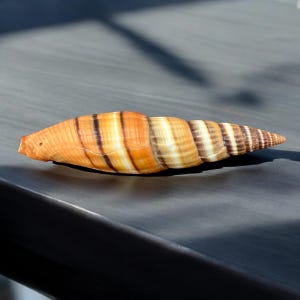 以下が含まれることがあります： 先のとがった長い薄い貝殻。貝殻は薄いオレンジ色で茶色の縞模様があります。
