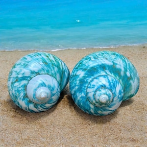 Polished Turquoise Sea Shells (Set of 2): Coastal Decor