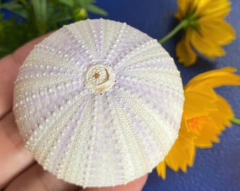 Pink Sea Urchin Shells (Set of 5): Coastal Wedding Decor (4-6cm)