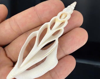 May include: White seashell with a delicate, intricate design. The shell is shaped like a leaf with multiple openings and a pointed tip.