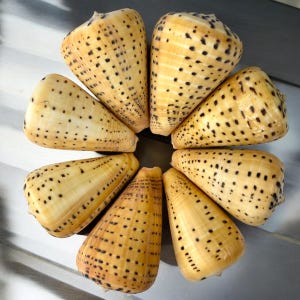 May include: Eight cone-shaped seashells with a yellow and brown spotted pattern arranged in a circle.