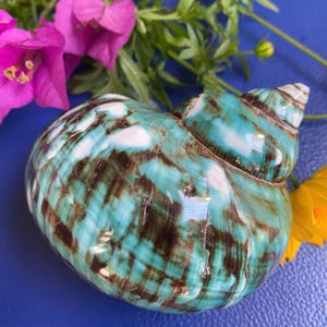 Polished Green & Blue Stripe Sea Shell: Coastal Decor (2 inch)