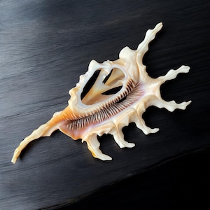 May include: A large, intricate seashell with a light brown and white color scheme. The shell has a unique, spiky shape with several points extending outward.