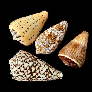May include: Four cone-shaped seashells with distinct patterns and colours against a black backdrop. One shell is tan with black spots, another has a white and brown mosaic pattern, and the others are brown and tan with striped and patterned designs. Ideal for coastal decor.