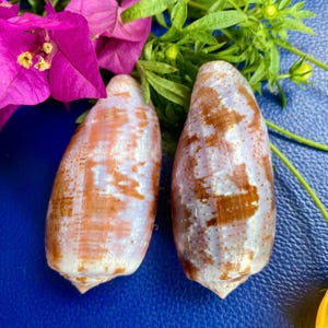 Coquillages coniques Geographus (lot de 2) : décoration naturelle de plage pour la maison