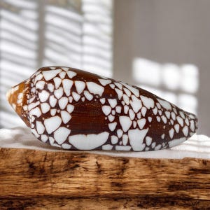 May include: A brown and white seashell with a unique pattern. The shell is smooth and glossy, with a pointed end.