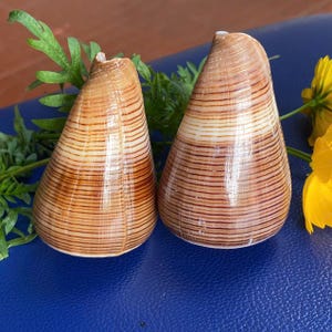 Conus Loroisii-schelpset: gestreepte schelpen uit Vietnam (3 inch)